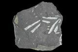 Fossil Graptolite Cluster (Didymograptus) - Great Britain #103414-1